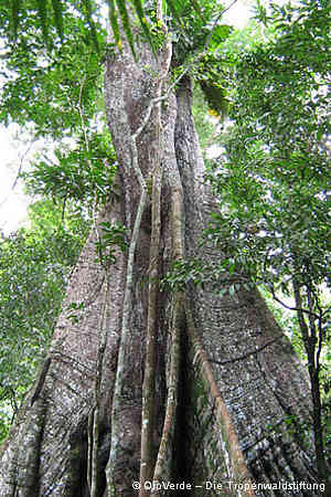 Baum im tropischen Regenwald