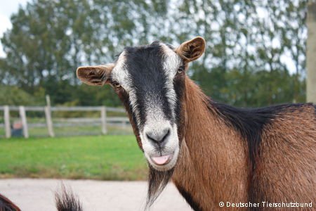 Ziege zeigt die Zunge